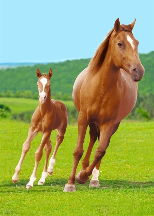Children's blanket - Horse with foal - 100x140 cm - Soft and lovely fleece blanket - Borg Living